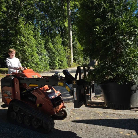 Tree Experts — Tree planting